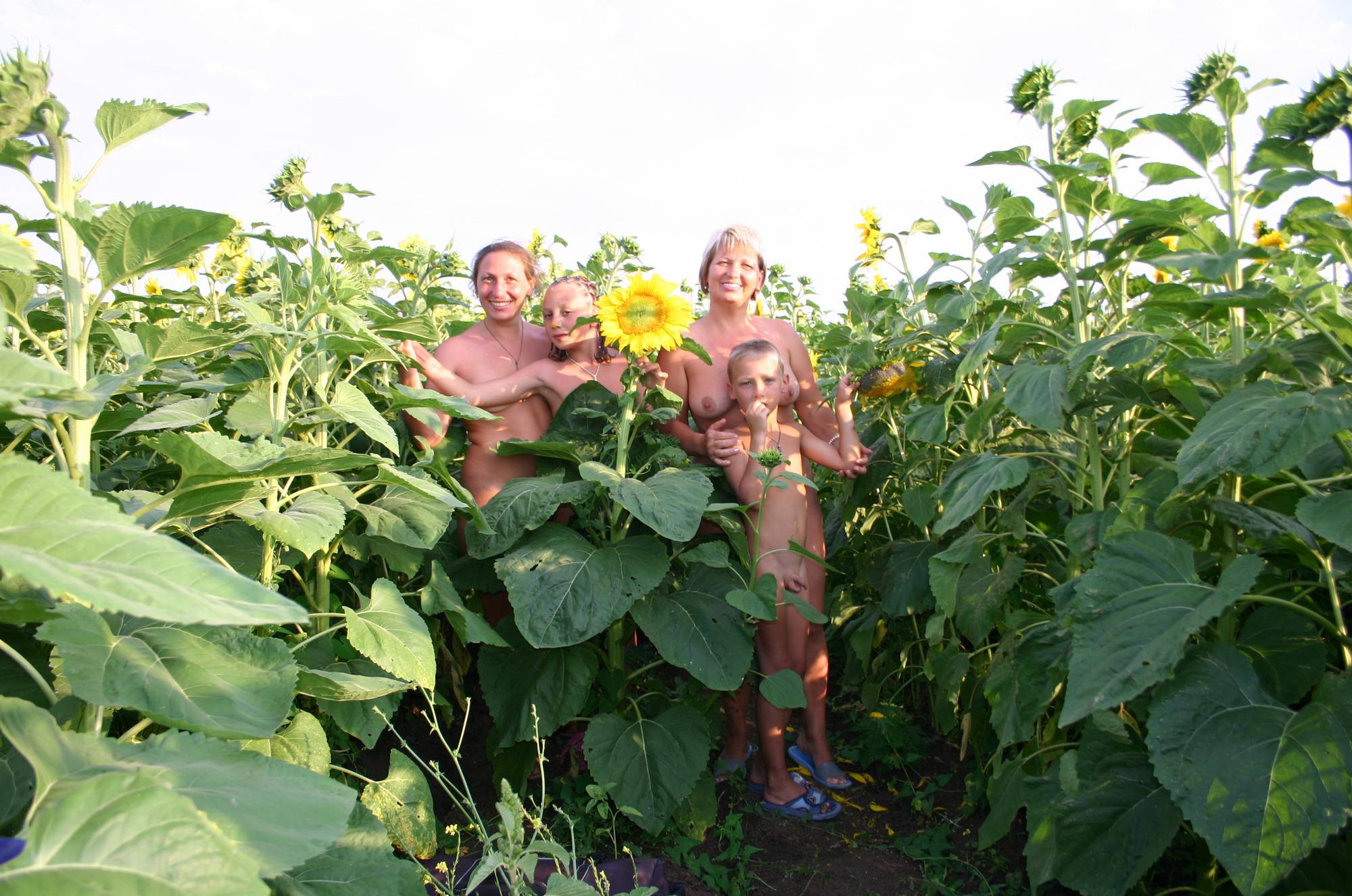 Purenudism Images-Outdoor Sunflower Fields - 1